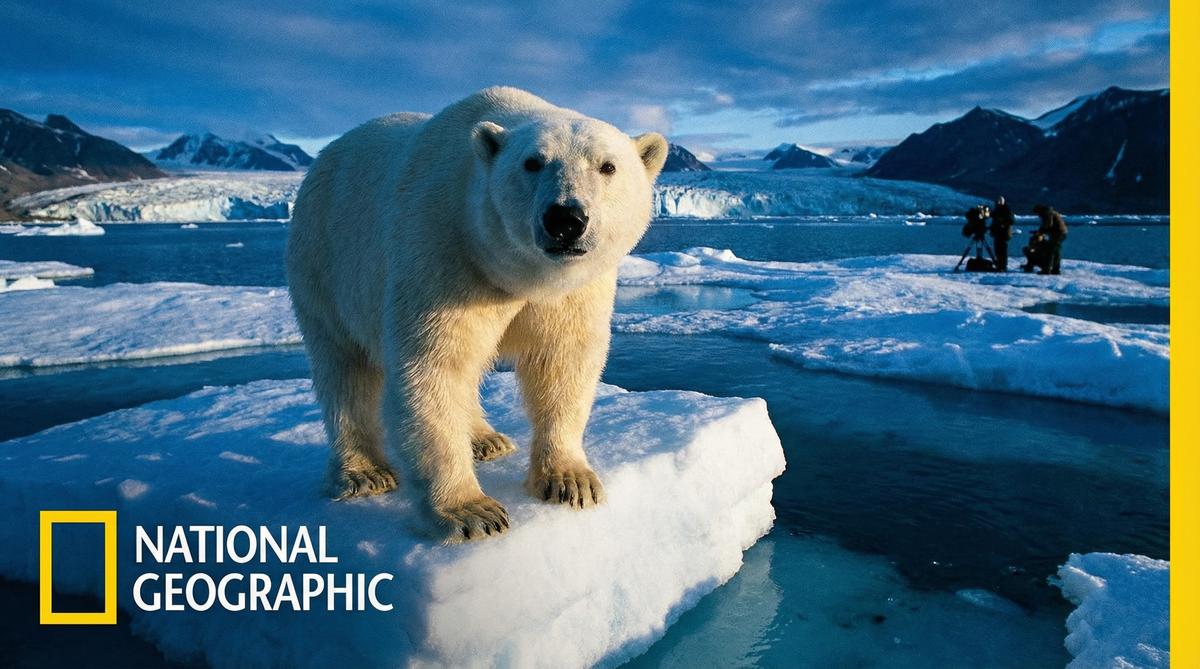 呦呦视频北极熊视频